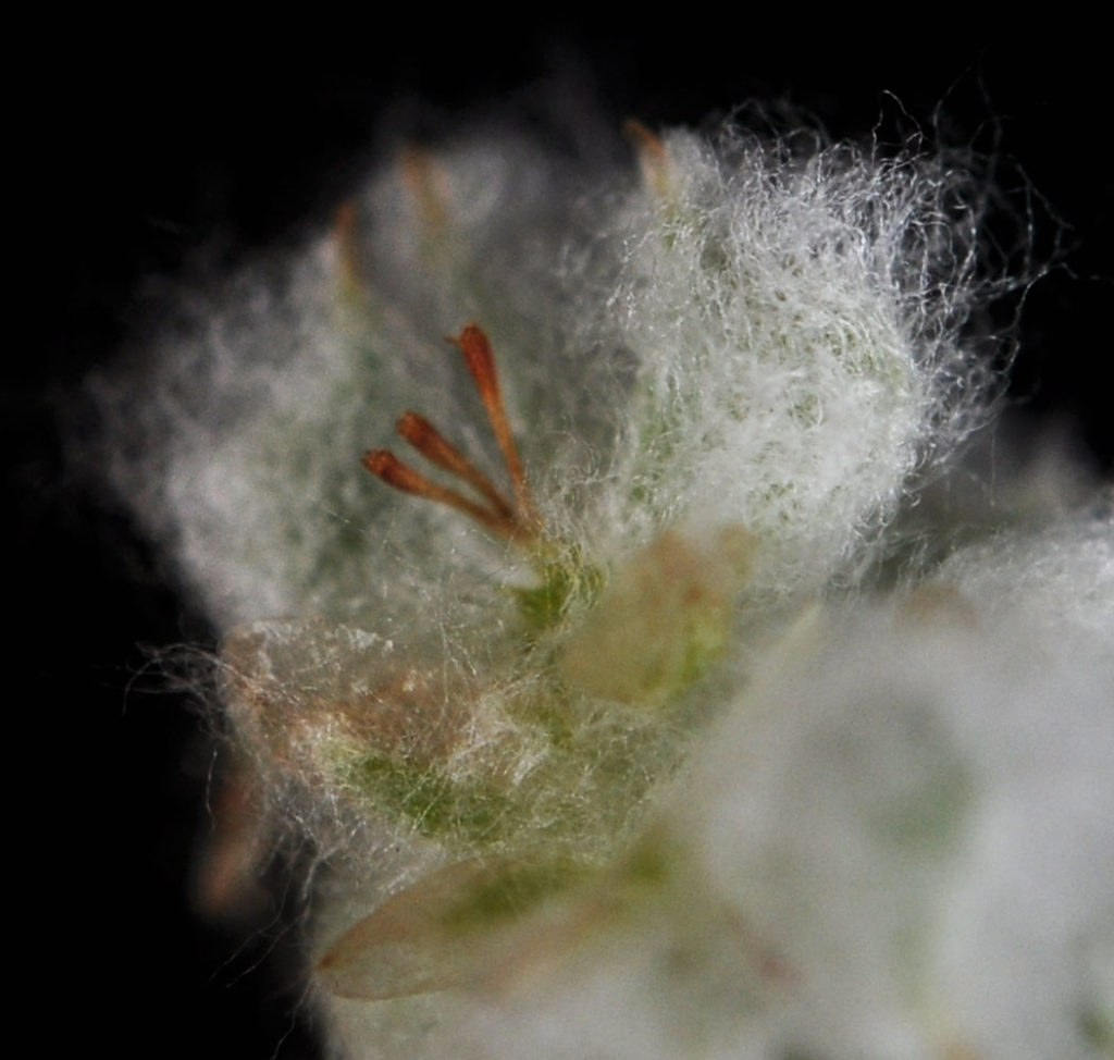 Flora of Eastern Washington Image: Micropus californicus 9