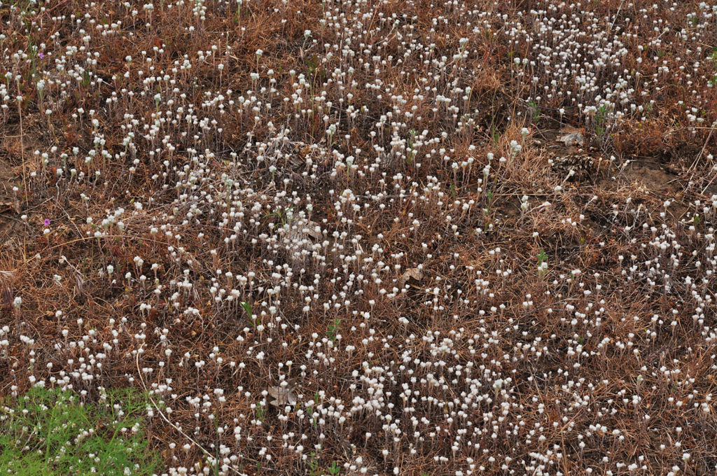 Flora of Eastern Washington Image: Micropus californicus 2