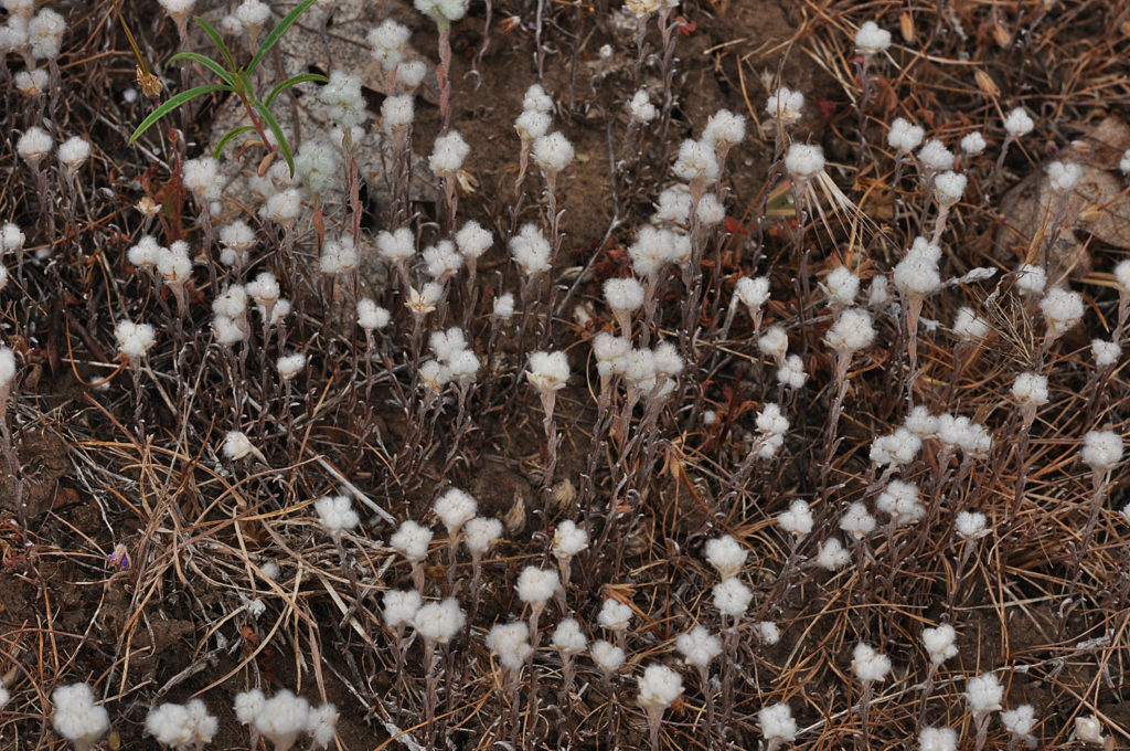 Flora of Eastern Washington Image: Micropus californicus 3