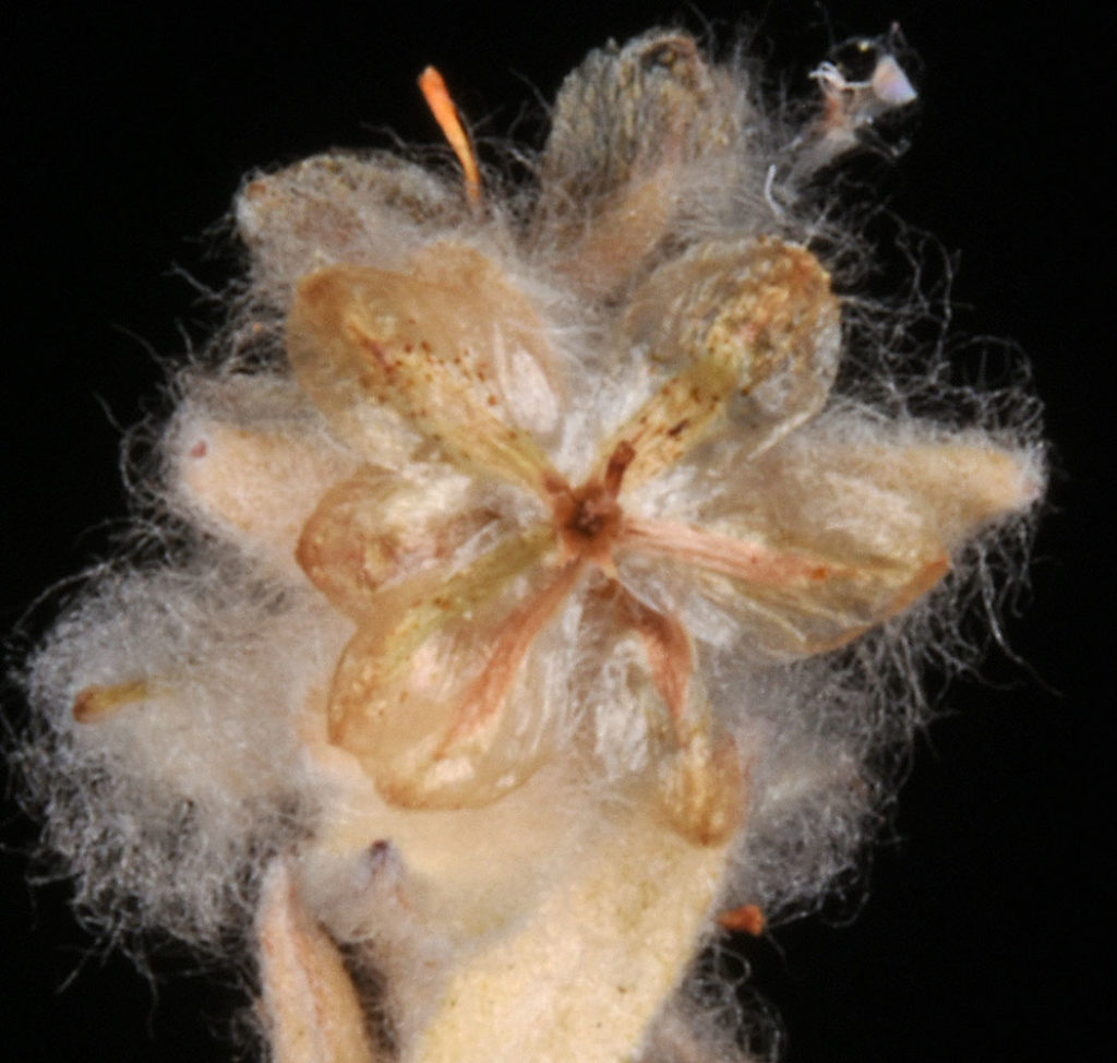 Flora of Eastern Washington Image: Micropus californicus 11