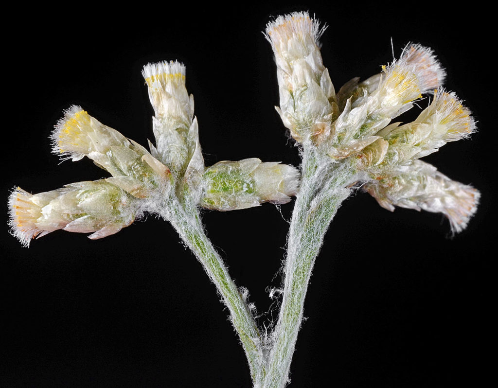 Flora of Eastern Washington Image: Pseudognaphalium thermale 6
