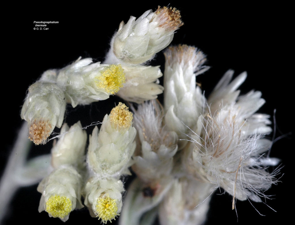 Flora of Eastern Washington Image: Pseudognaphalium thermale 10