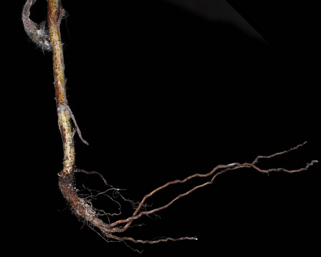 Flora of Eastern Washington Image: Pseudognaphalium thermale 19