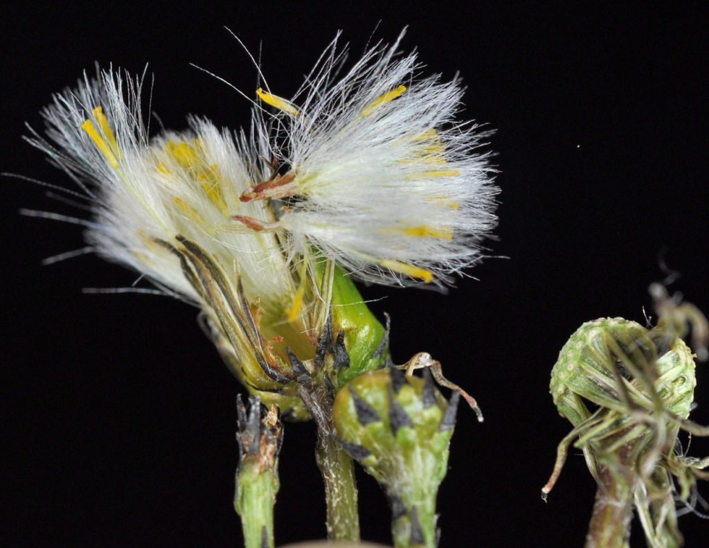 Flora of Eastern Washington Image: Senecio vulgaris 5