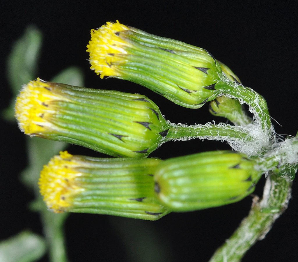 Flora of Eastern Washington Image: Senecio vulgaris 4