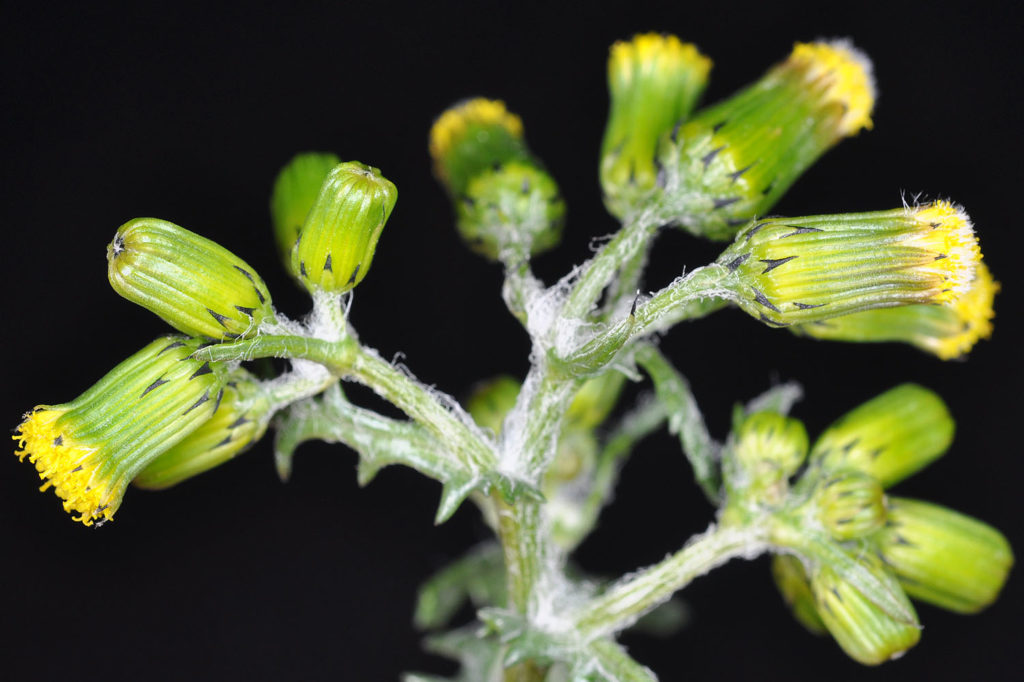 Flora of Eastern Washington Image: Senecio vulgaris 3