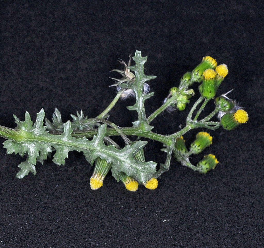 Flora of Eastern Washington Image: Senecio vulgaris 2