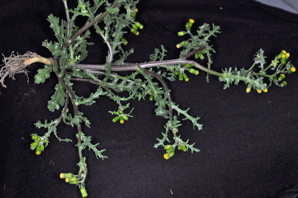 Flora of Eastern Washington Image: Senecio vulgaris