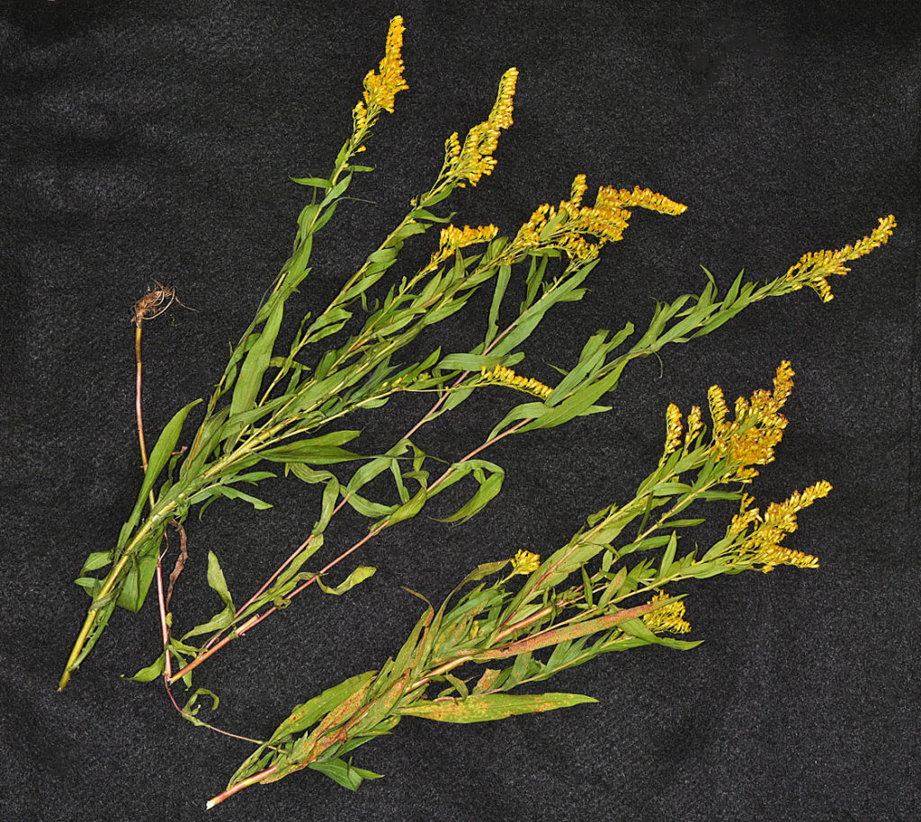 Flora of Eastern Washington Image: Solidago elongata leaves and stems in lab