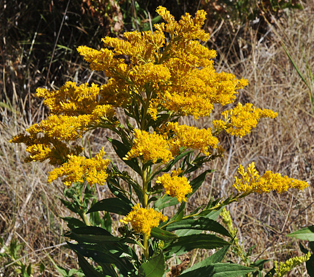 Flora of Eastern Washington Image: Solidago lepida top portion of plant in nature