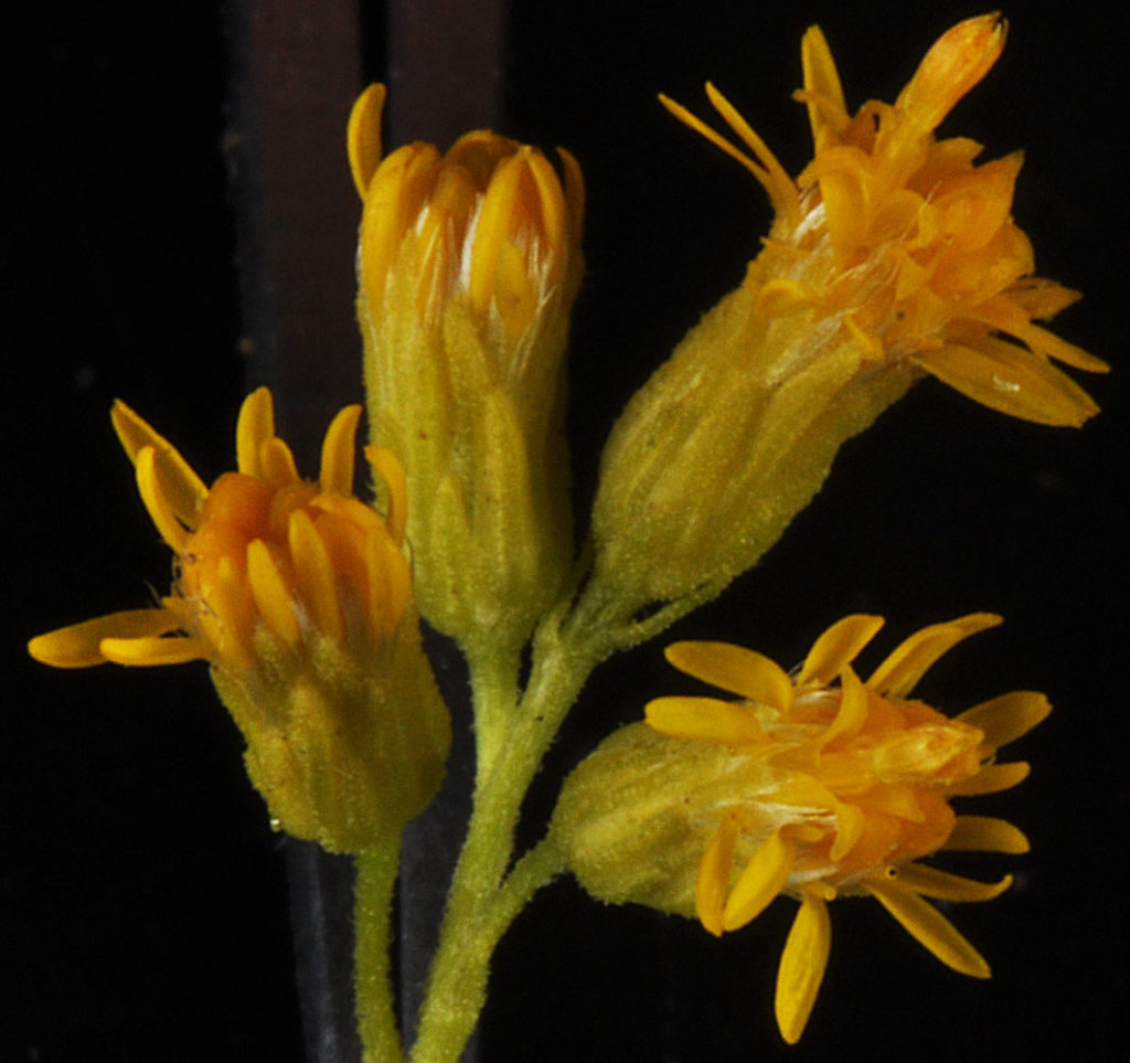 Flora of Eastern Washington Image: Solidago lepida four bulbs