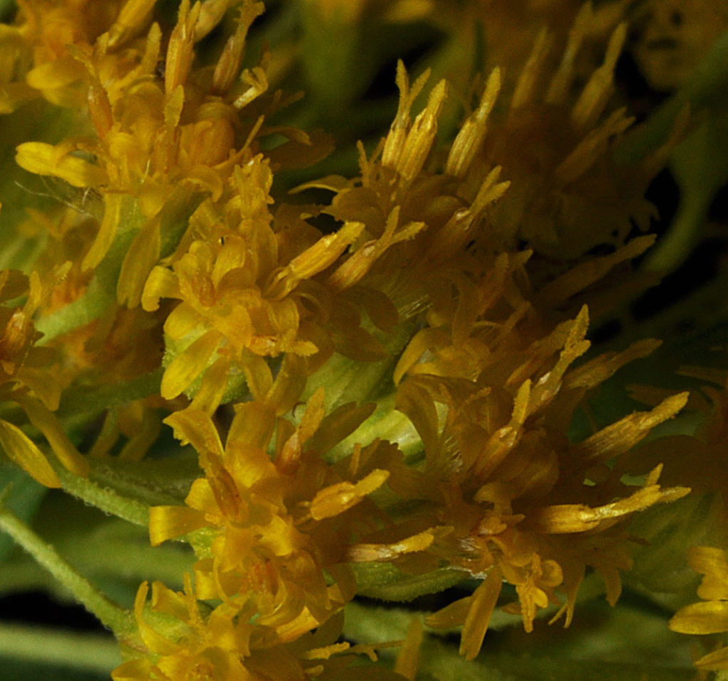 Flora of Eastern Washington Image: Solidago lepida flowers zoom in