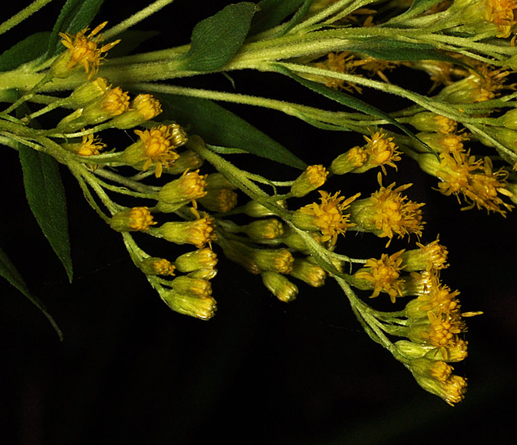 Flora of Eastern Washington Image: Solidago lepida zoomed out side profile of bulbs and stems