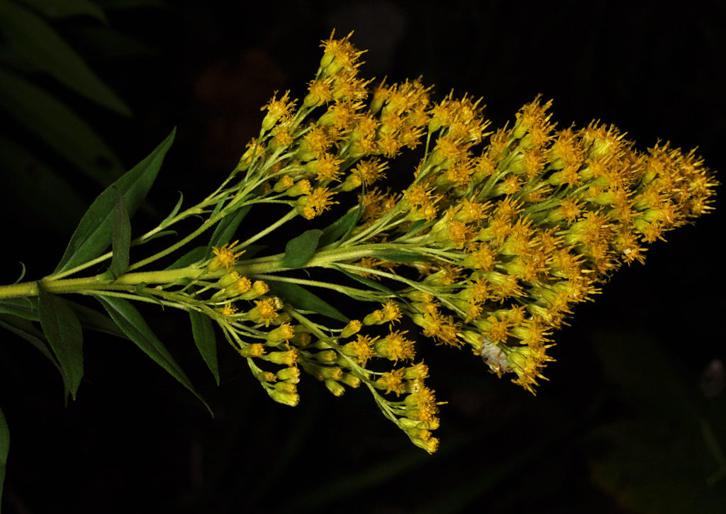 Flora of Eastern Washington Image: Solidago lepida side profile of bulbs and stems