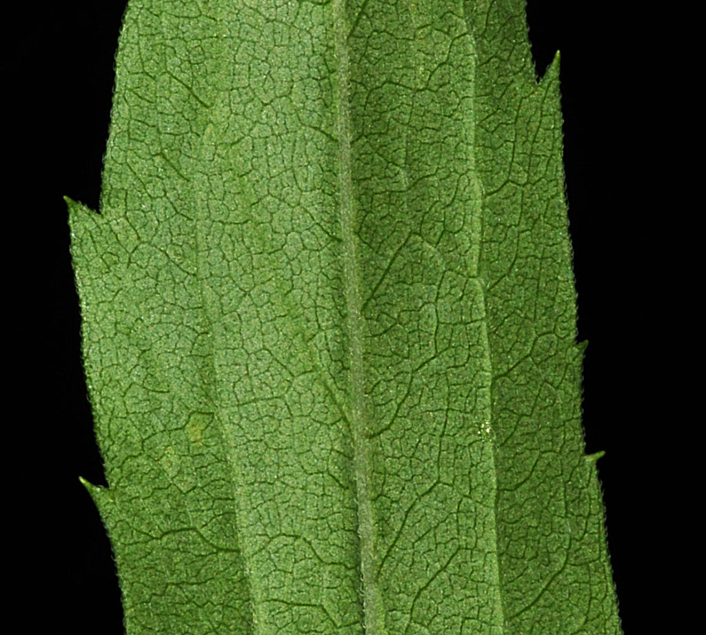 Flora of Eastern Washington Image: Solidago lepida zoom in on single leaf
