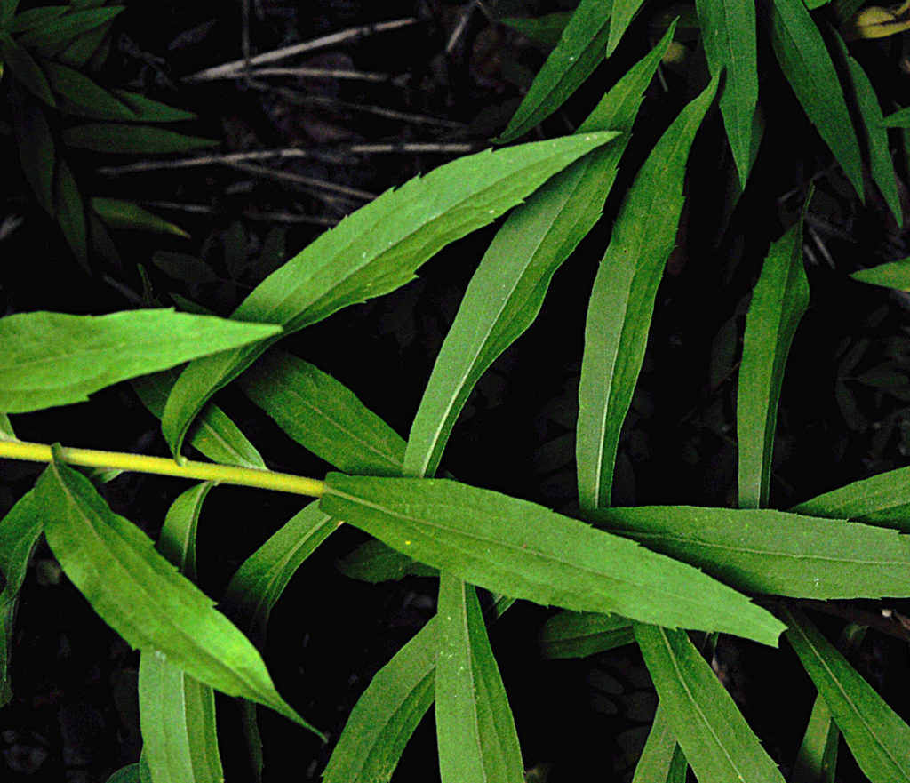Flora of Eastern Washington Image: Solidago lepida many leaves