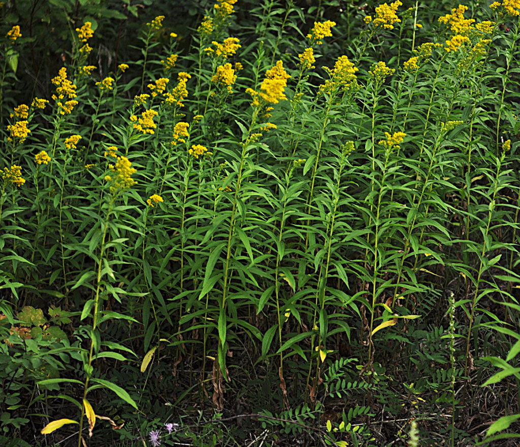 Flora of Eastern Washington Image: Solidago lepida many plants in nature