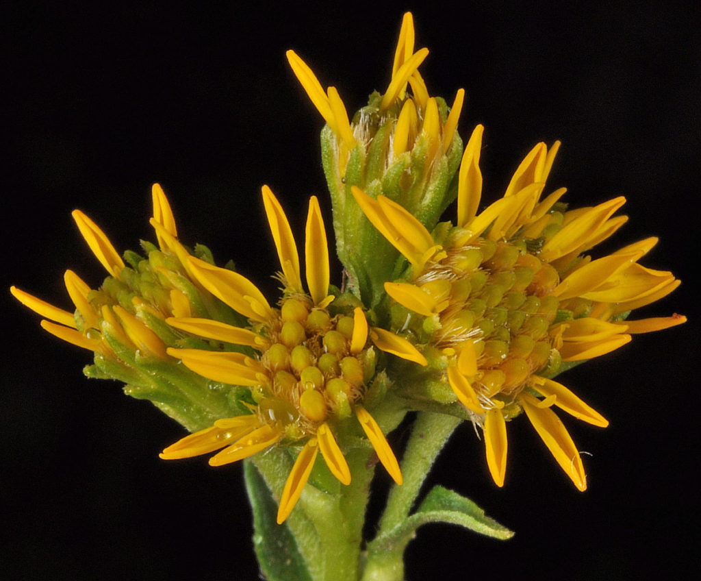 Flora of Eastern Washington Image: Solidago multiradiata flower in the lab