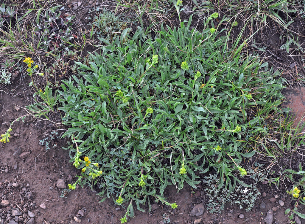 Flora of Eastern Washington Image: Solidago multiradiata full plant in nature