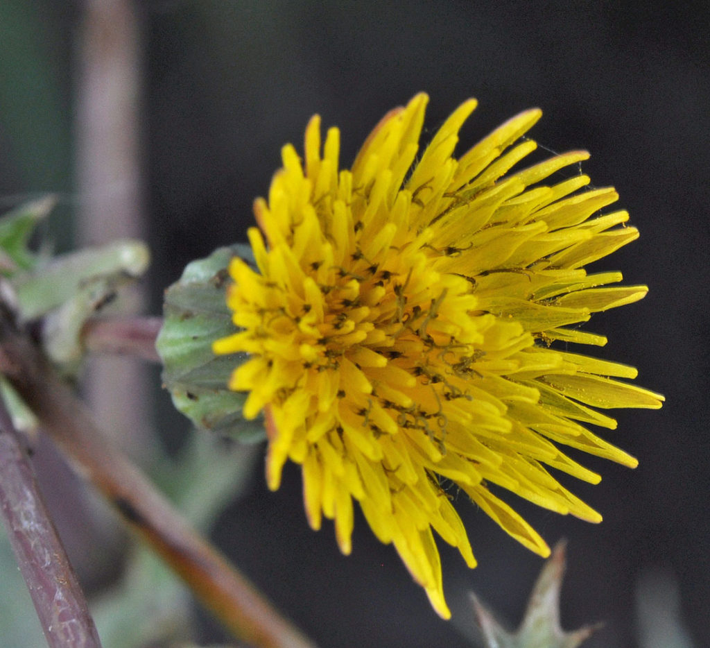 Flora of Eastern Washington Image: Sonchus asper bulb center view