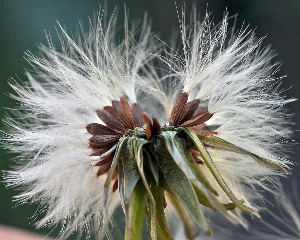 Flora of Eastern Washington Image: Sonchus asper bulb bloomed