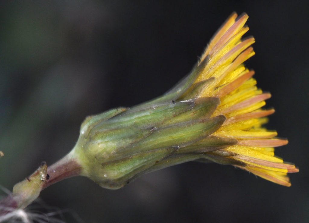 Flora of Eastern Washington Image: Sonchus asper bulb