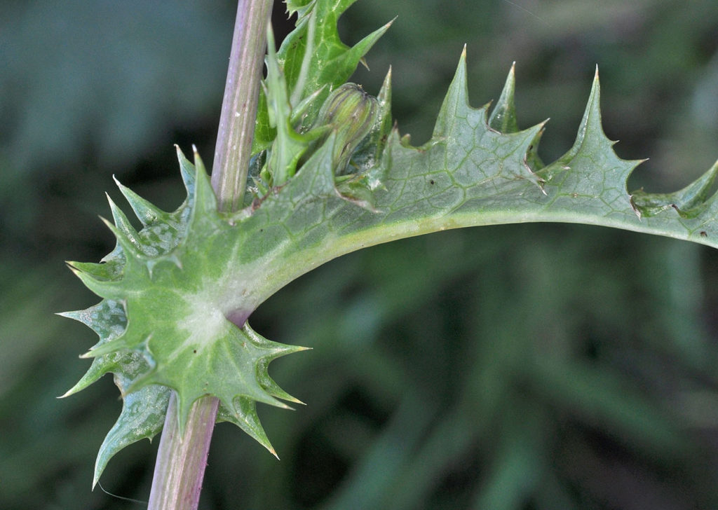 Flora of Eastern Washington Image: Sonchus asper leaves