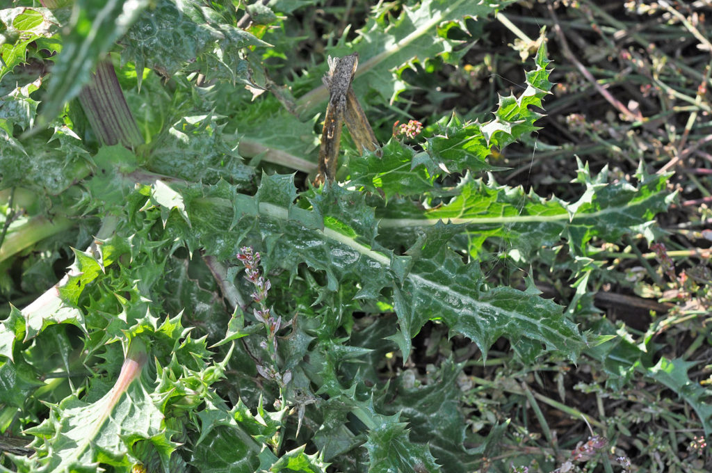 Flora of Eastern Washington Image: Sonchus asper stems and leaves in nature