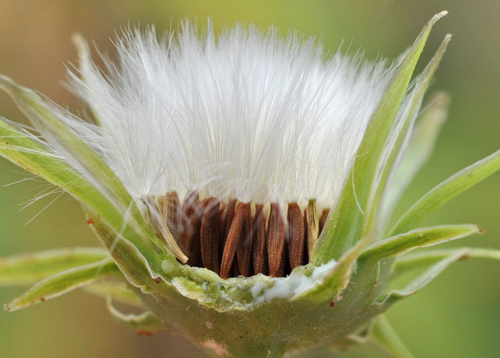 Flora of Eastern Washington Image: Sonchus oleraceus cross section