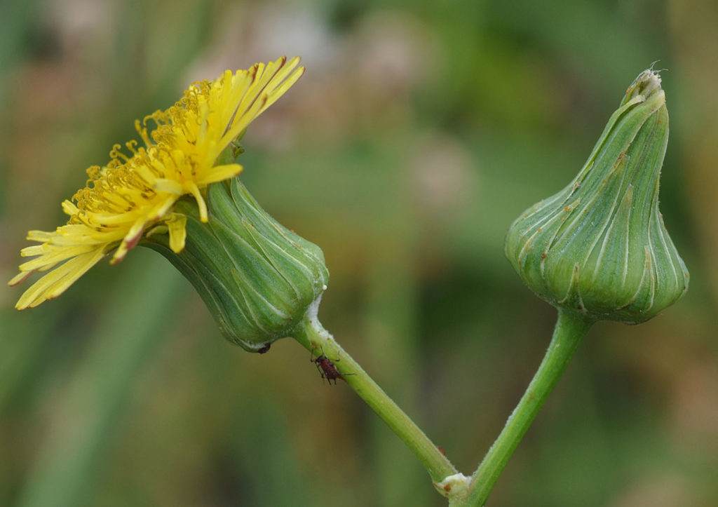 Flora of Eastern Washington Image: Sonchus oleraceus bulb and stem with insect