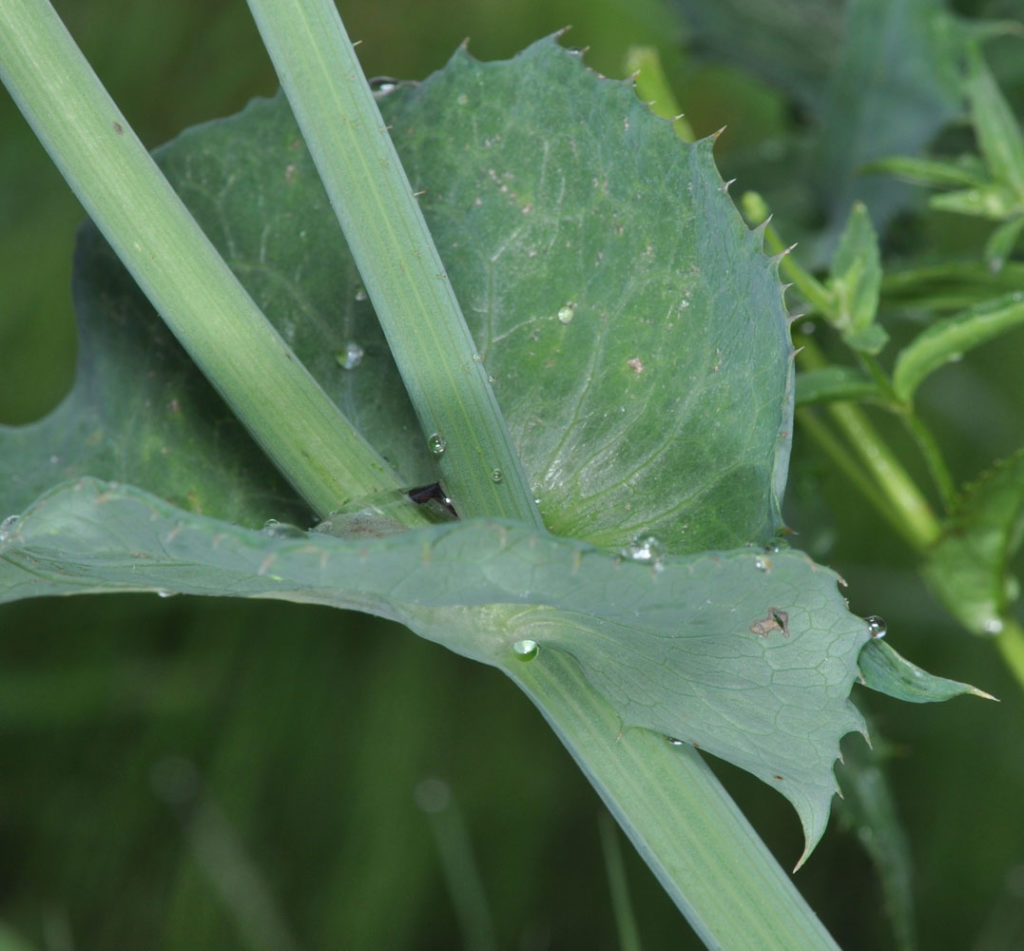 Flora of Eastern Washington Image: Sonchus oleraceus leaves