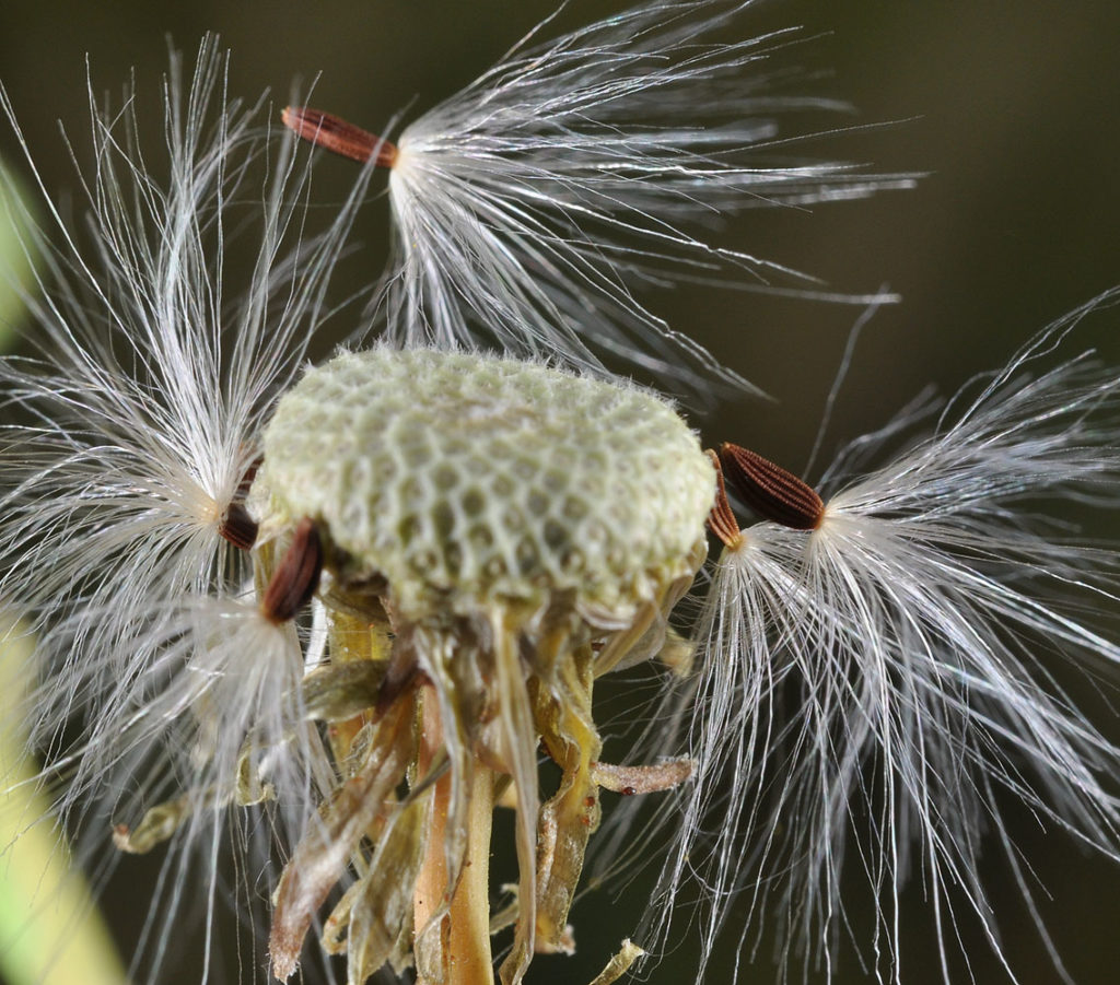 Flora of Eastern Washington Image: Sonchus arvensis center of plant in nature