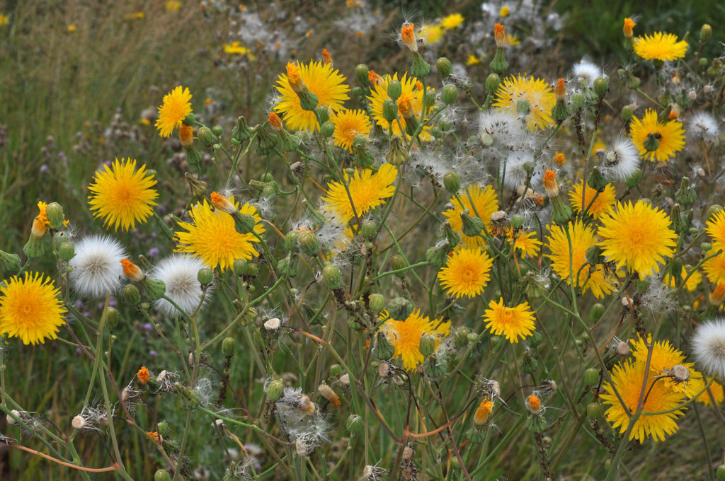 Flora of Eastern Washington Image: Sonchus arvensis many flowers