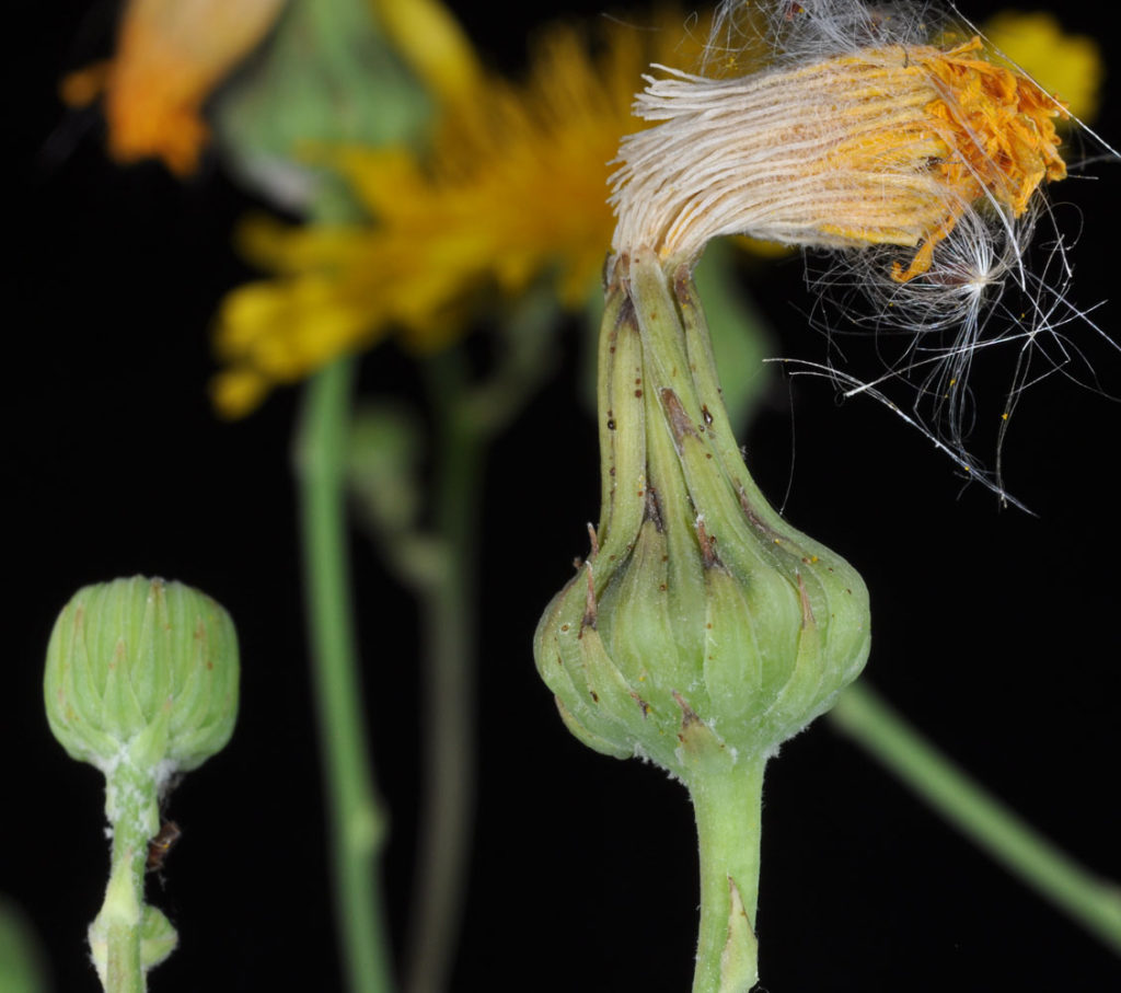 Flora of Eastern Washington Image: Sonchus arvensis a bulb