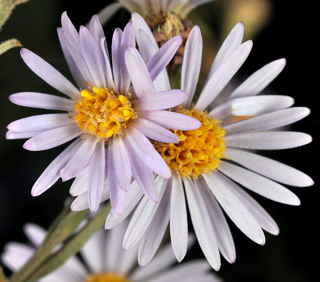 Flora of Eastern Washington Image: Symphyotrichum ascendens flowerr and flower center