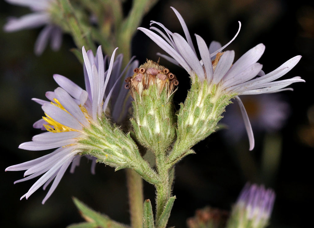 Flora of Eastern Washington Image: Symphyotrichum ascendens three flower bulbs
