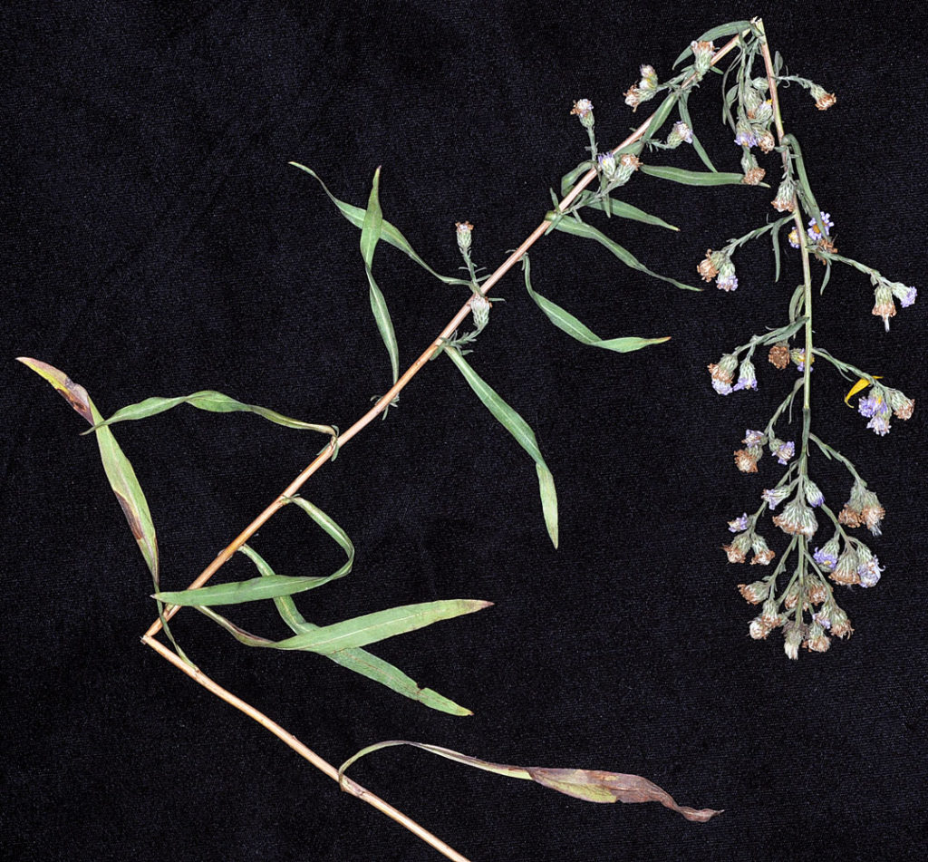 Flora of Eastern Washington Image: Symphyotrichum ascendens stem and leaves