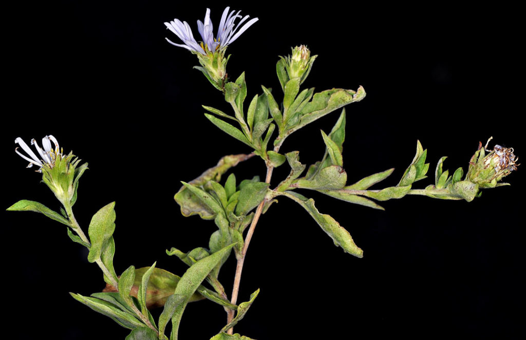 Flora of Eastern Washington Image: Symphyotrichum foliaceum full plant