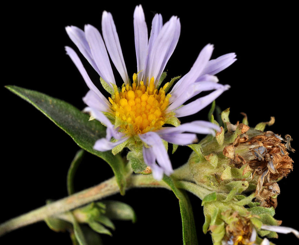 Flora of Eastern Washington Image: Symphyotrichum cusickii single flower