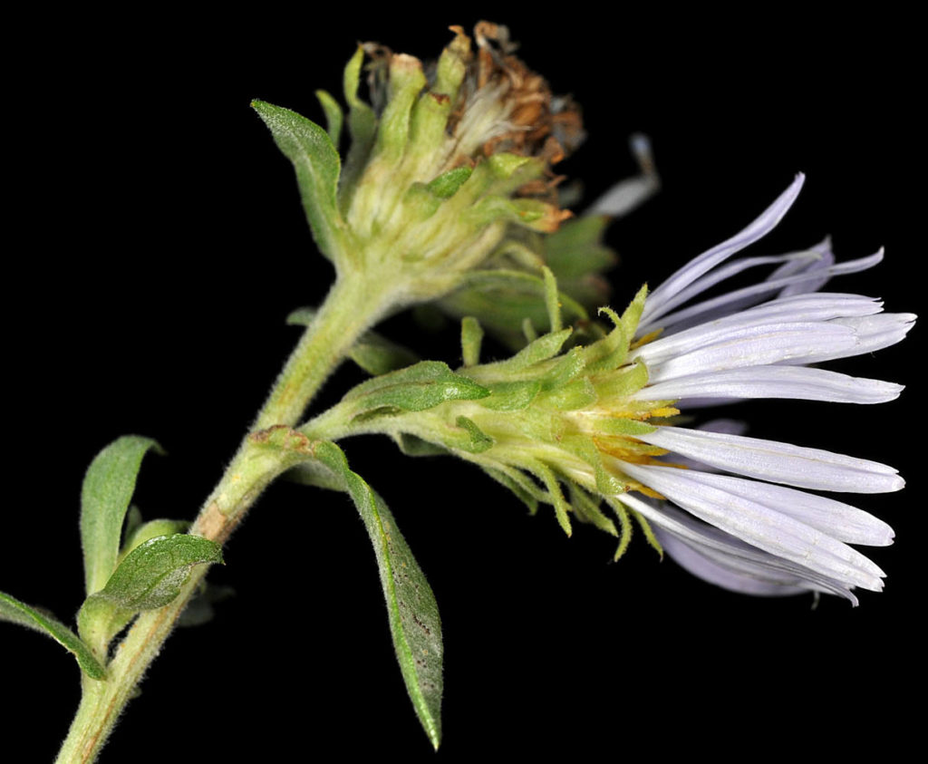 Flora of Eastern Washington Image: Symphyotrichum foliaceum flower bulb side profile