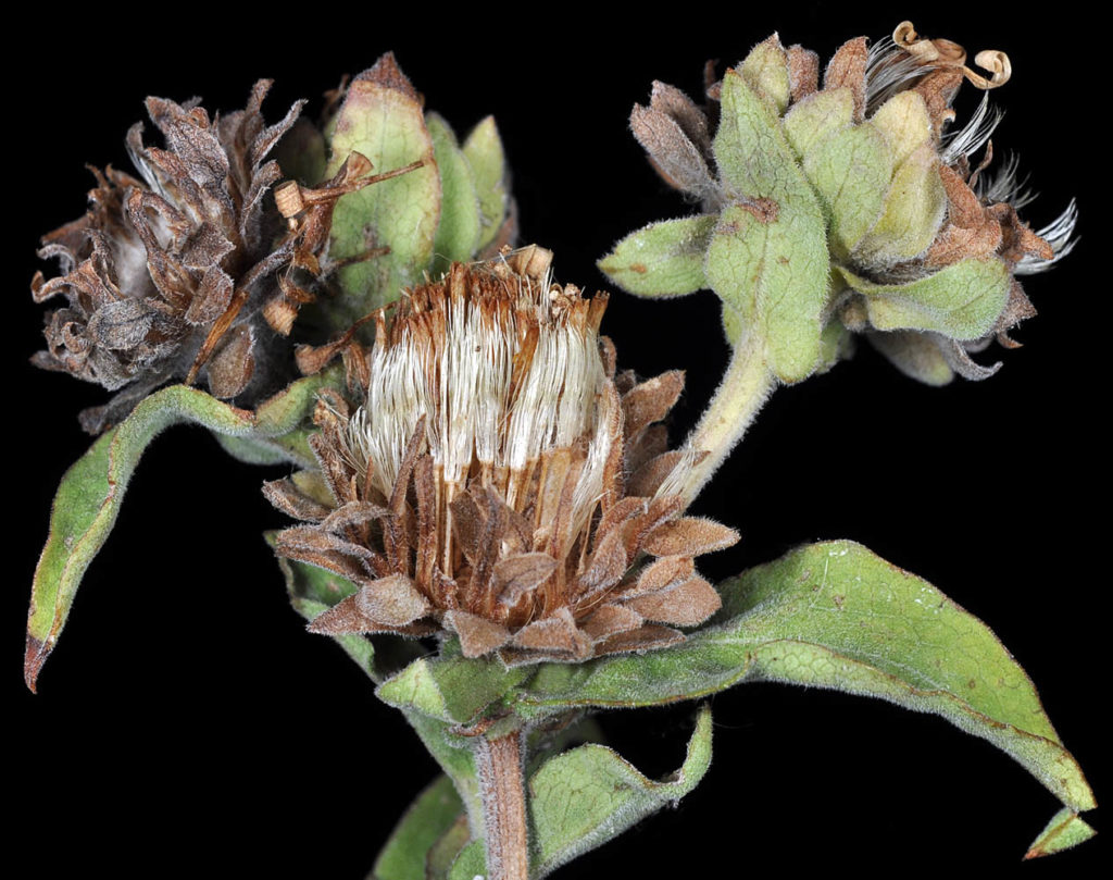 Flora of Eastern Washington Image: Symphyotrichum foliaceum side view of flower bulbs