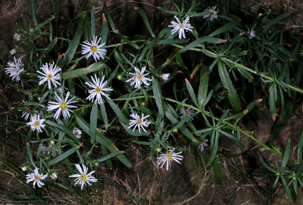 Flora of Eastern Washington Image: Symphyotrichum eatonii top view of full plant