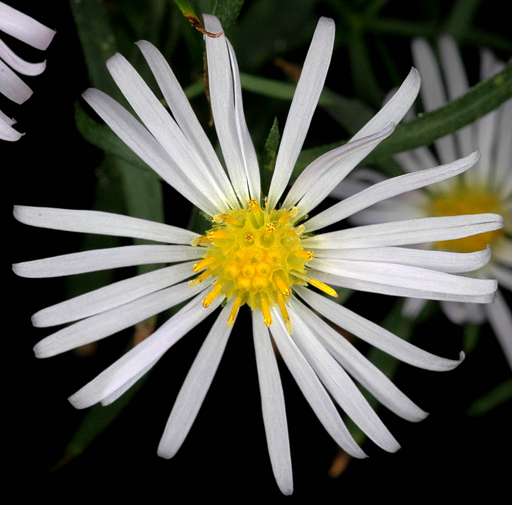 Flora of Eastern Washington Image: Symphyotrichum bracteolatum center of flower and petals