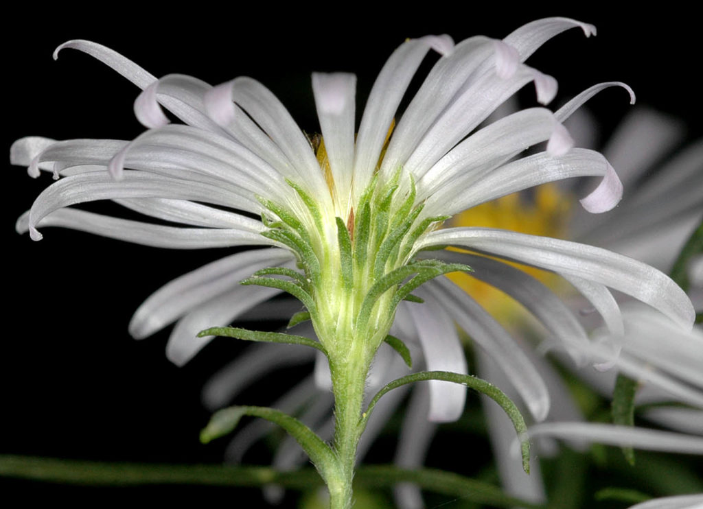 Flora of Eastern Washington Image: Symphyotrichum eatonii underside straight view of flower