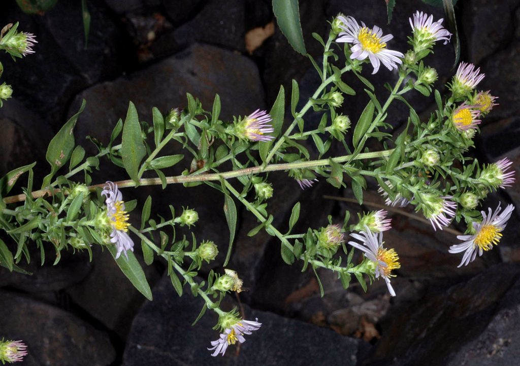 Flora of Eastern Washington Image: Symphyotrichum bracteolatum full plant in nature
