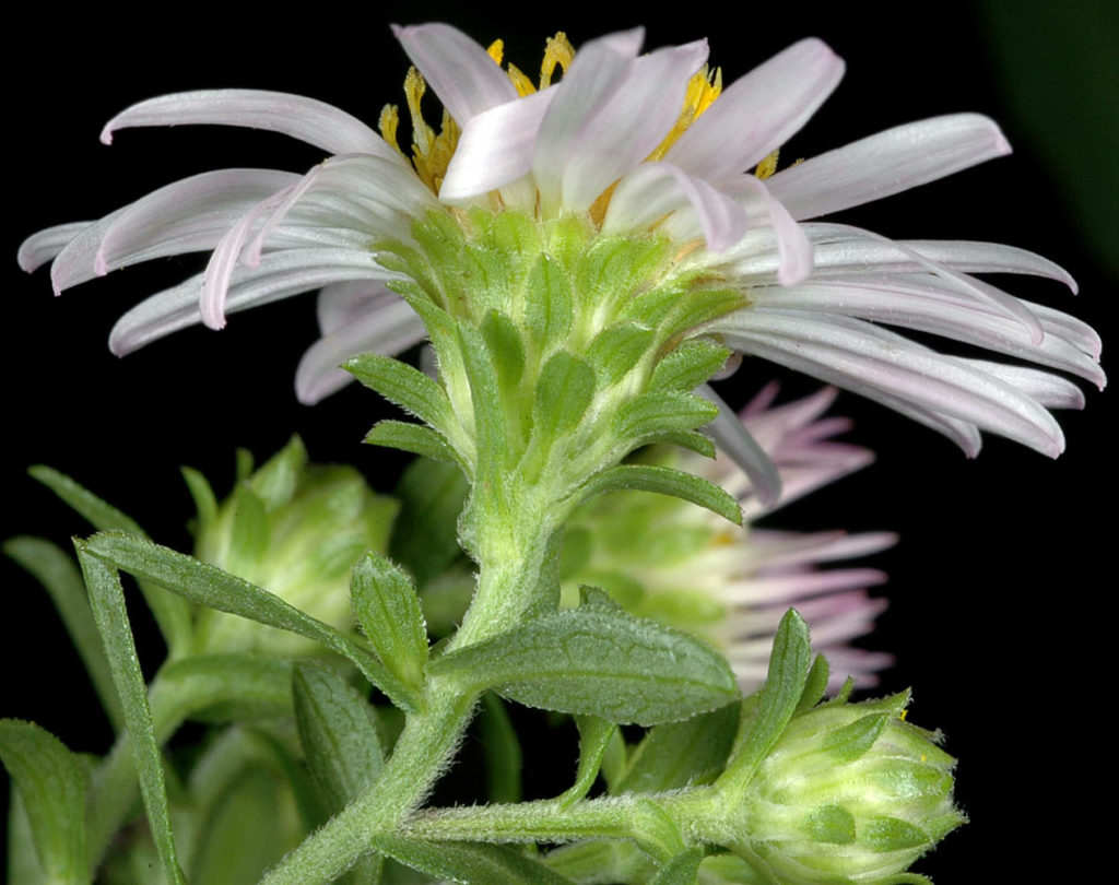 Flora of Eastern Washington Image: Symphyotrichum bracteolatum side view of flower bulb