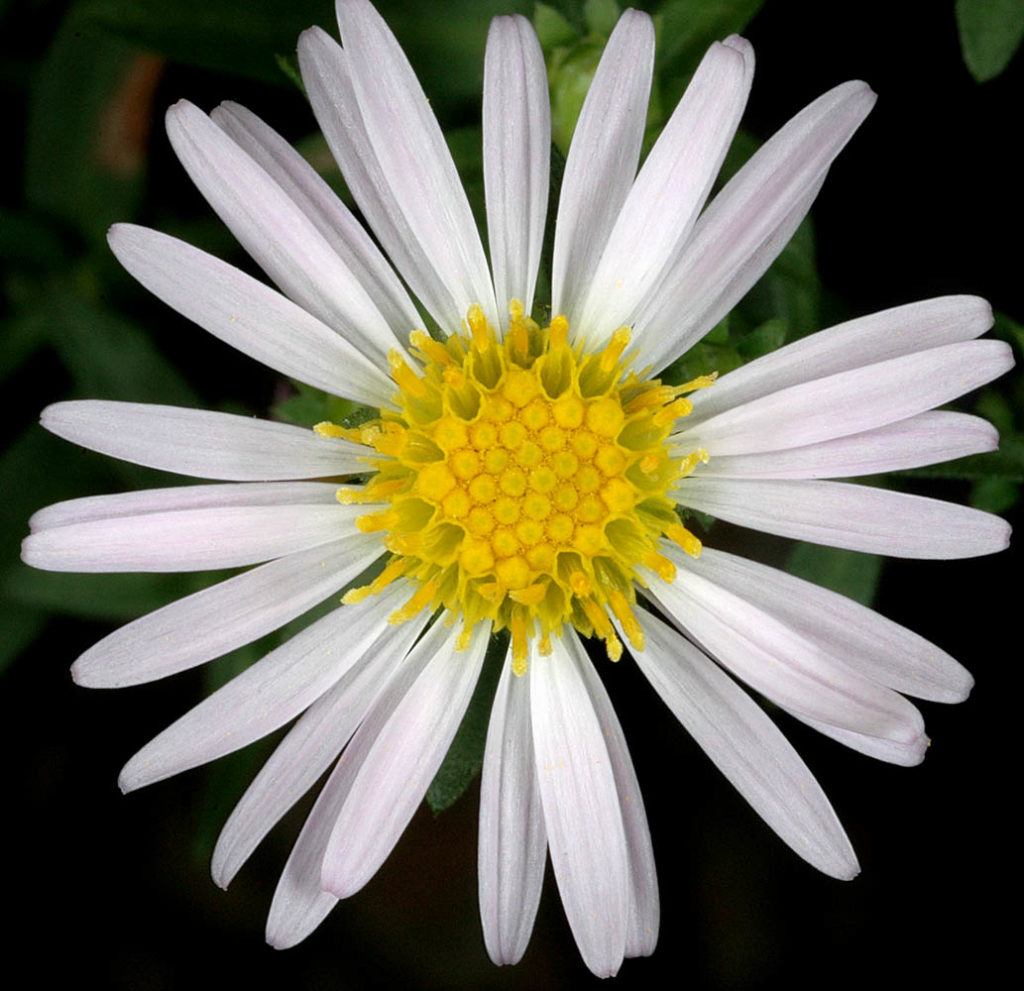 Flora of Eastern Washington Image: Symphyotrichum bracteolatum zoom in on center of flower
