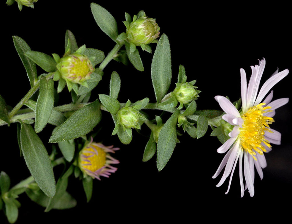 Flora of Eastern Washington Image: Symphyotrichum bracteolatum zoomed on bulbs