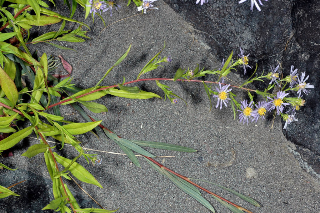 Flora of Eastern Washington Image: Symphyotrichum bracteolatum full plant side profile