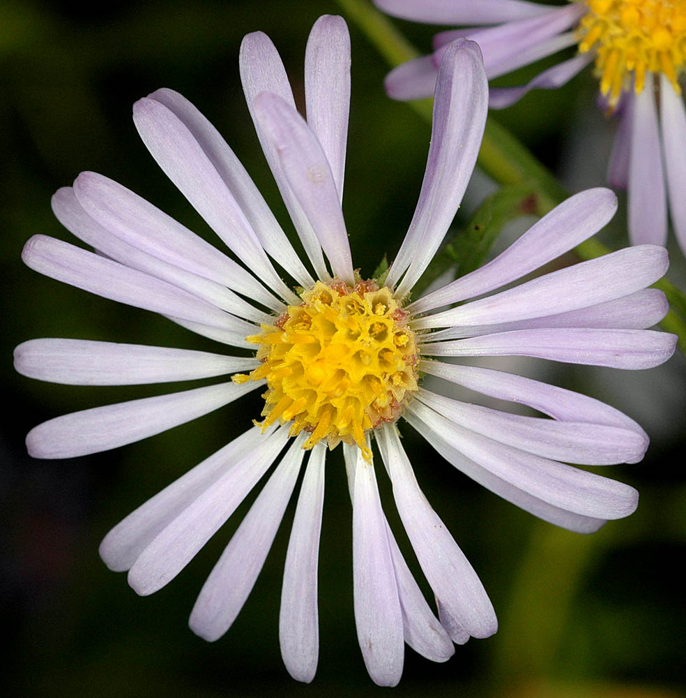 Flora of Eastern Washington Image: Symphyotrichum bracteolatum zoomed in on center of flower